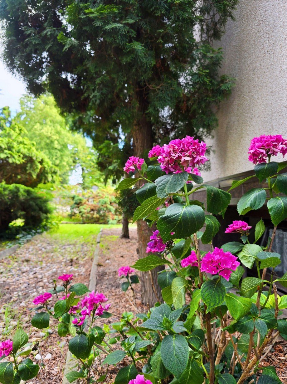 Garten Detail Einfamilienhaus Gro� Rosenburg