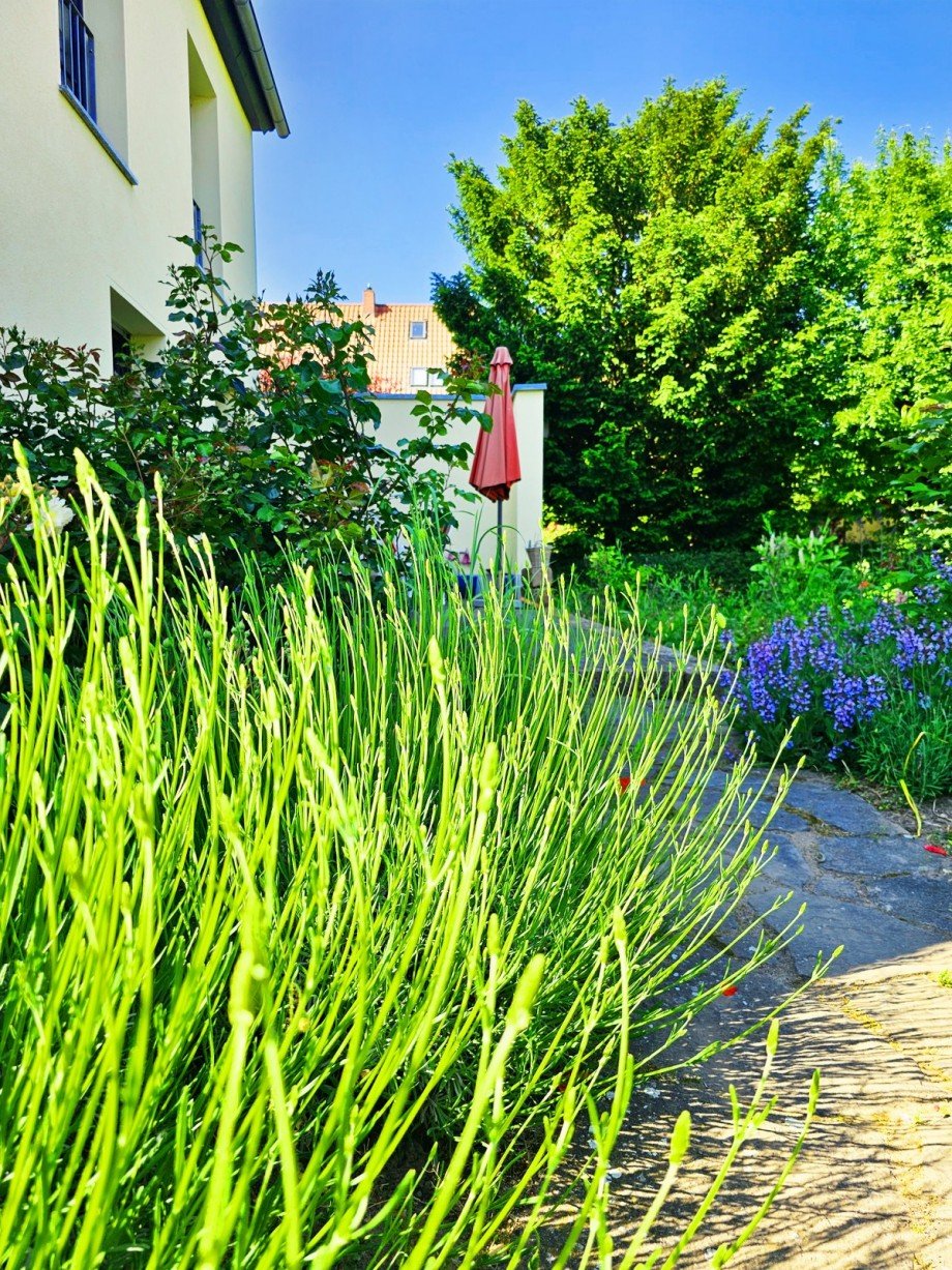 Garten Detail Einfamilienhaus K�then (Anhalt)