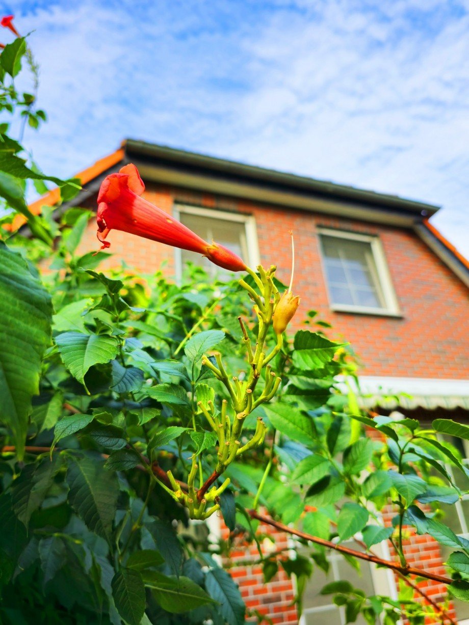 Garten-Detail Haus Wei�andt-G�lzau