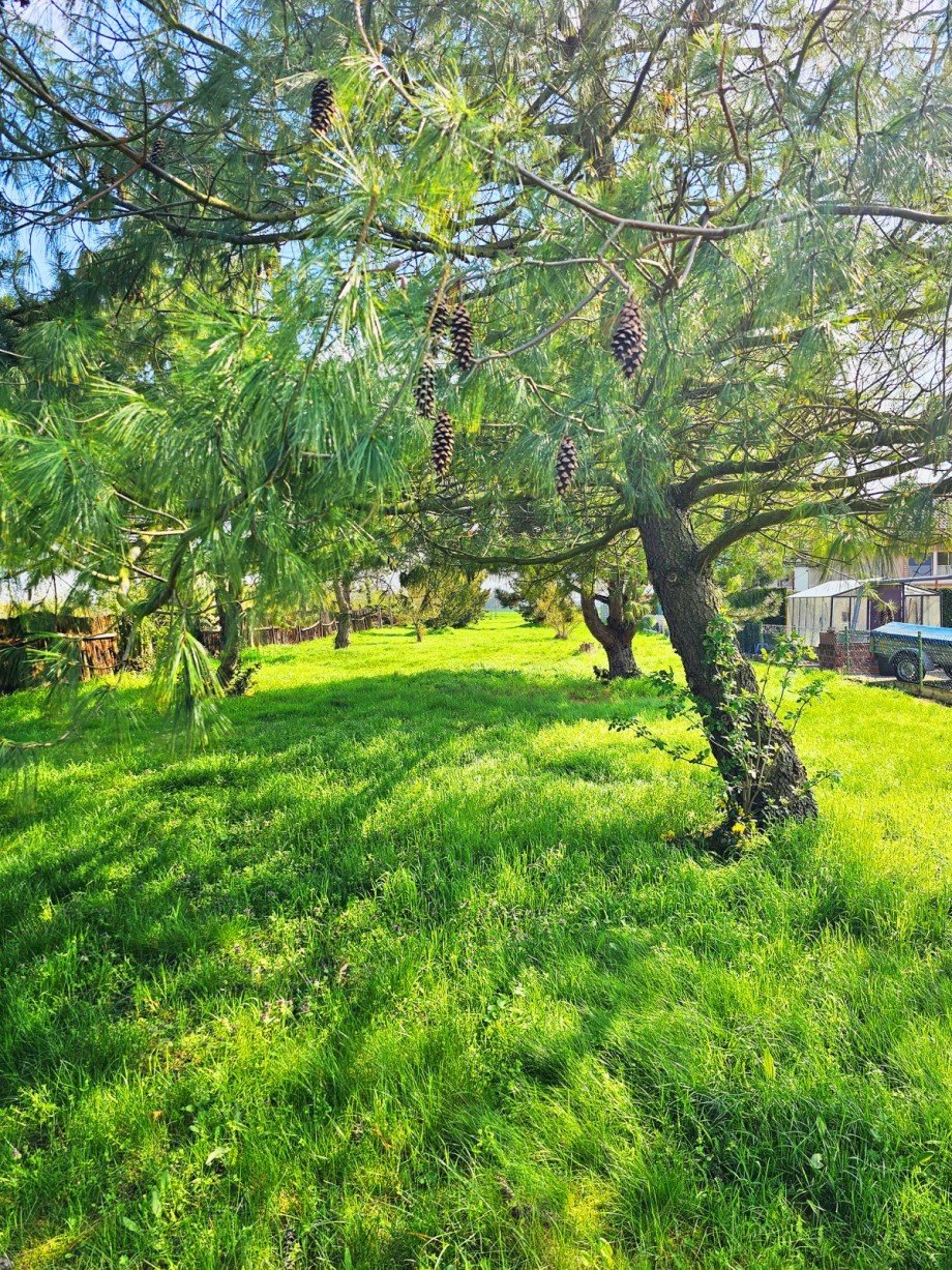 Garten 2 Einfamilienhaus Osternienburger Land