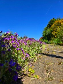 Garten Detail  Garten Gr�n  - Hier wachsen nicht nur Blumen, sondern Wohntr�ume