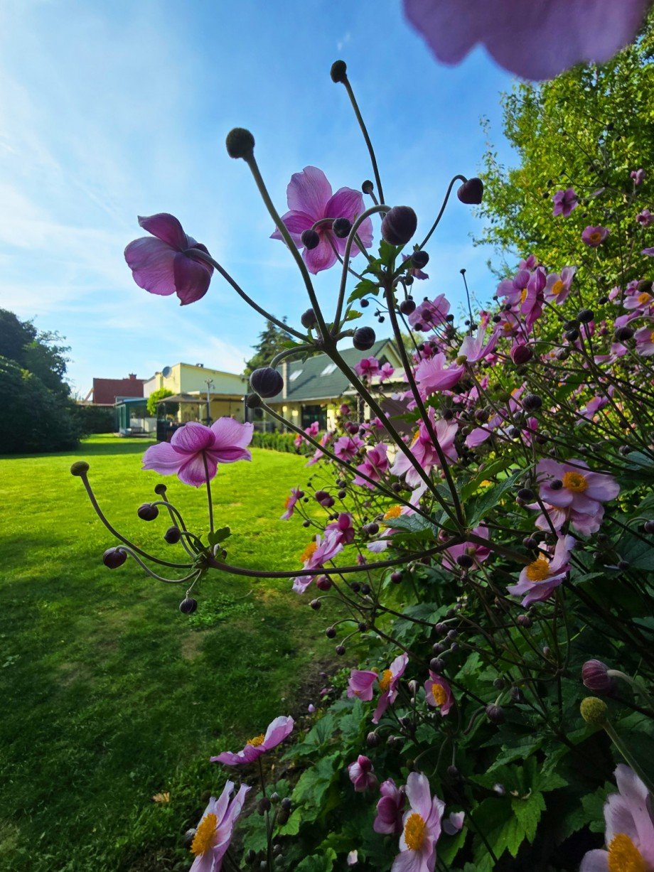 Garten Detail Einfamilienhaus Biendorf